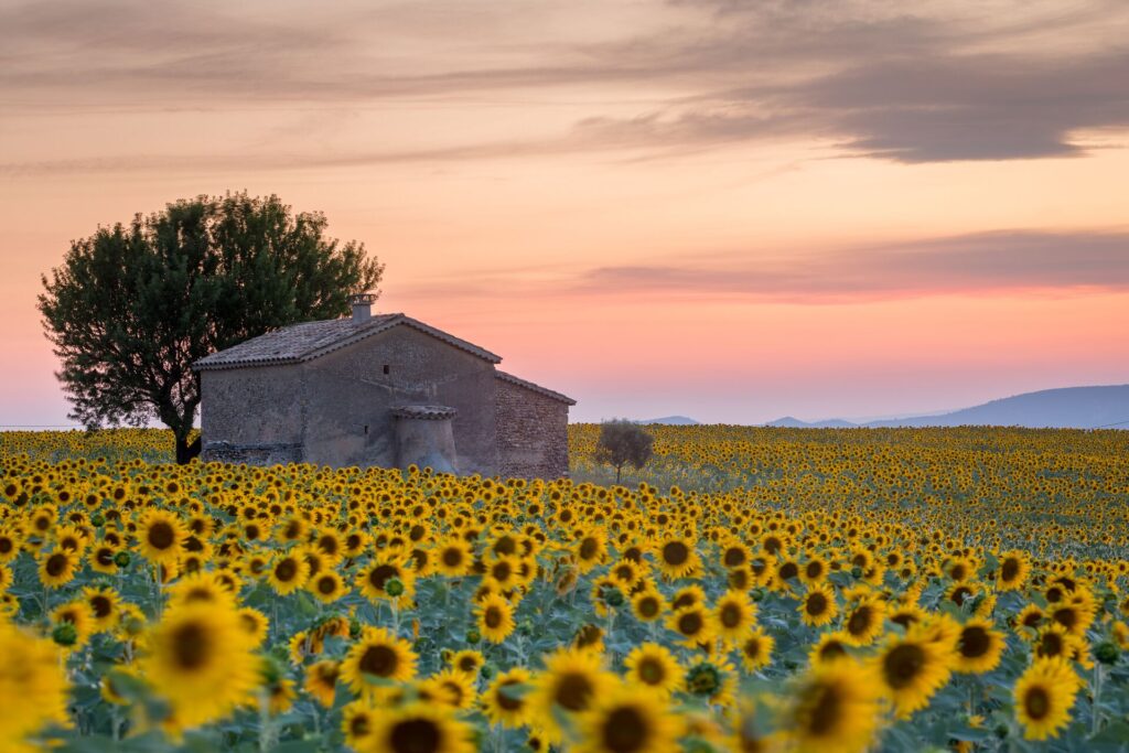 An old woddenbarn sits in a field of sunflowers in Provence, Southern France,with a red sun set sky behind