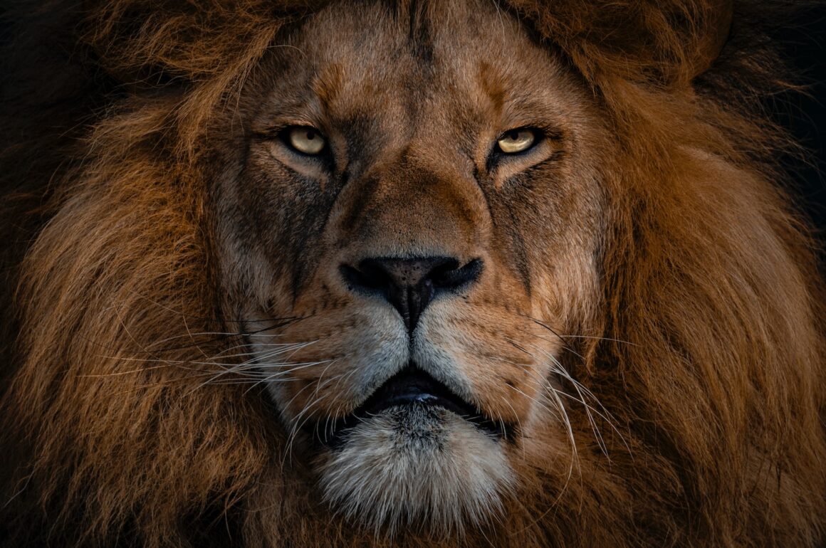 Portrait of a lion, facing forward, under dramatic lighting