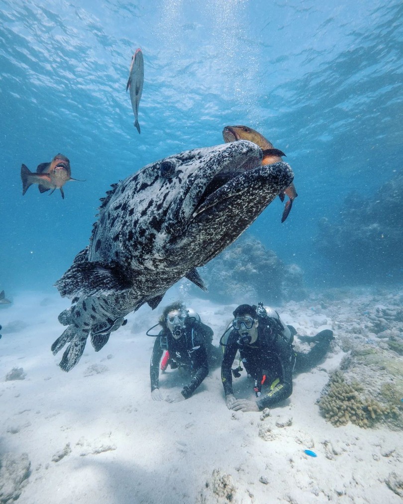 divers watching fish in Great Barrier Reef