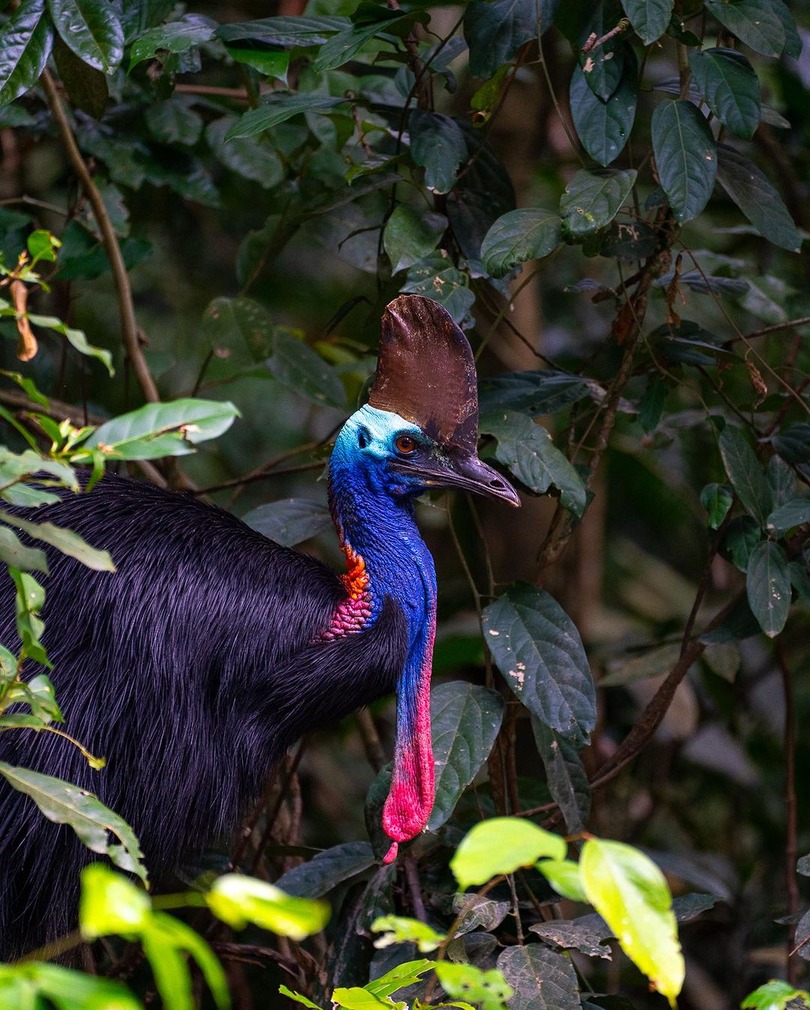 cassowary bird in Daintree Rainforest