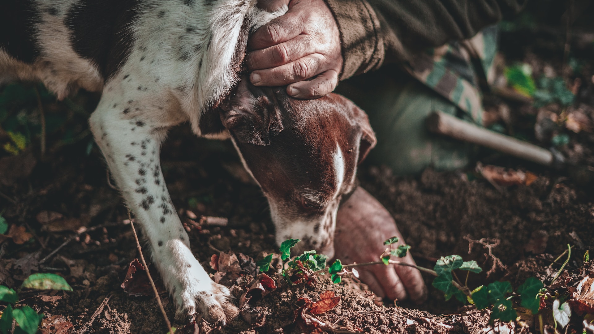 close-up photo of a truffle hunting dog, working with its owner to sniff out truffles